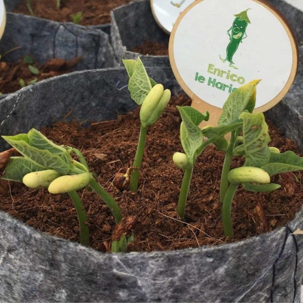 kit-de-l-apprenti-jardinier-les-petits-radis-6